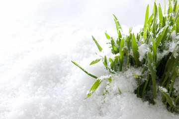 Fresh green grass growing form snow. Spring start