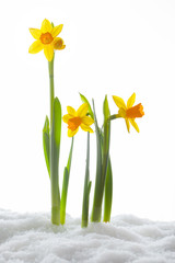 Crocus flower growing form snow. Spring start