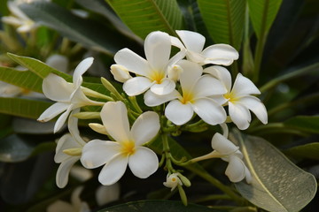 Plumeria obtusa
