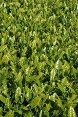 Fototapeta premium Tea farm