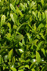 Fototapeta premium Tea farm