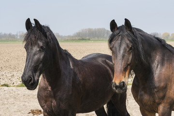 Fototapeta na wymiar two horses together