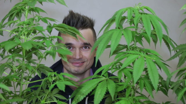 Happy punker behind Cannabis plants.