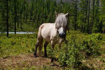 horse with forelock