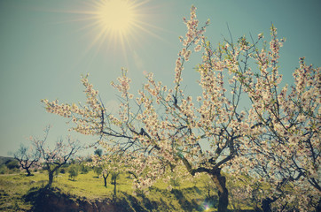 a flowering almond tree