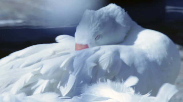 White goose detail