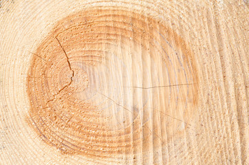 Naklejka premium cut tree trunk texture background