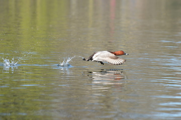 Common Pochard, Pochard, Aythya ferina