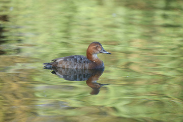 Common Pochard, Pochard, Aythya ferina