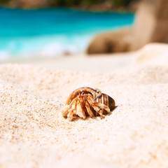 Hermit crab at beach