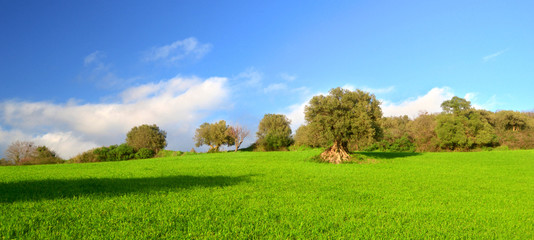 Collina con alberi di ulivo secolari