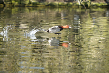 Common Pochard, Pochard, Aythya ferina