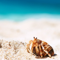 Hermit crab at beach