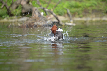 Common Pochard, Pochard, Aythya ferina