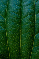 Blatt, Makroaufnahme