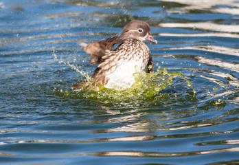 Barbottage de canard mandarin femelle - Aix galericulata 