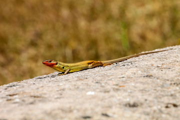 small lizard in the mountains of Morocco