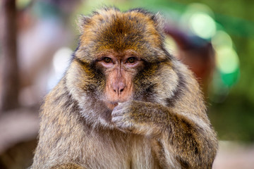Obraz premium Young male Barbary Ape, Macaca sylvanus, Morocco