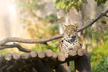 Tiger leopard on wood resting in the zoo.