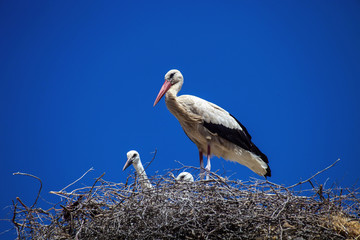 White Stork Ciconia ciconia in the nest Morocco