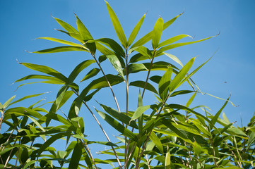 feuilles de bambou