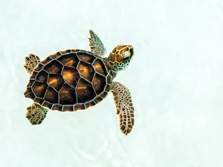 Foto auf Acrylglas Schildkröte Süße gefährdete Babyschildkröte