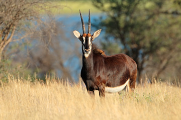 Sable antelope in natural habitat