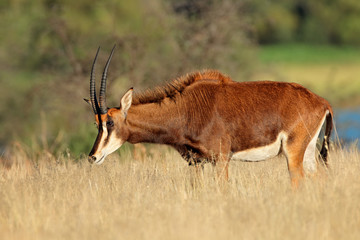 Sable antelope in natural habitat