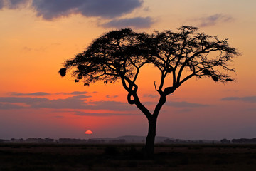 Fototapeta na wymiar Sunset with silhouetted tree, Amboseli National Park