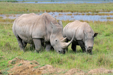 Obraz premium White rhinoceros feeding, Lake Nakuru National Park
