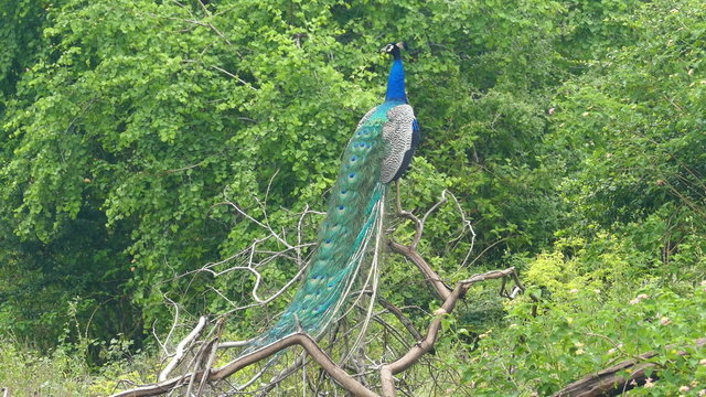 peacock sitting on branch in Sri Lanka