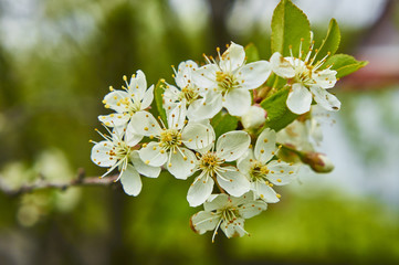 Obraz premium Цветущая Яблоня