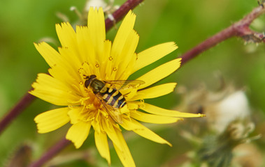 Оса  на цветке