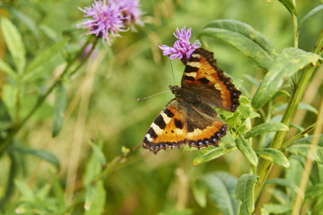 Крапивница
