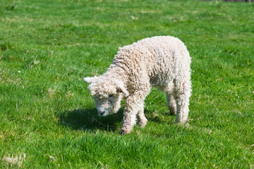 Obraz premium Young lamb grazing on grass