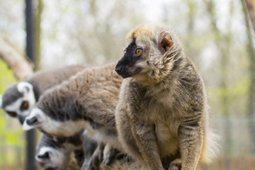 Red lemur (Eulemur rufus)