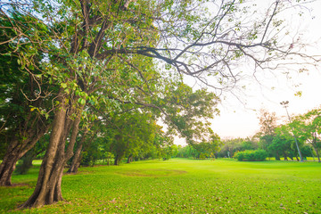 Green field city park, Beautiful lawn