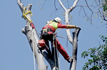 Woodcutter