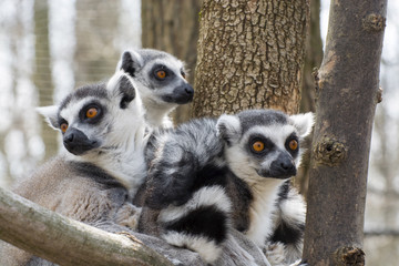 Obraz premium Ring-tailed lemur (Lemur catta)