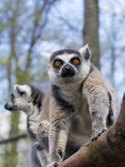 Ring-tailed lemur (Lemur catta)