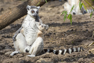 Ring-tailed lemur (Lemur catta)