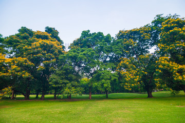 Green lawn in park and recreation area