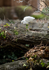 Great Egret