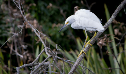 Great Egret