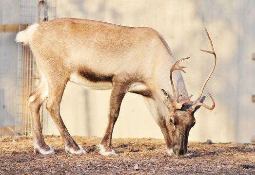 reindeer grazing with antlers stock, photo, photograph, image, picture