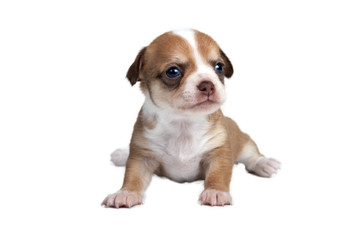 puppy chihuahua in front of white background