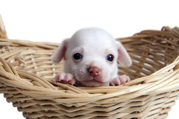 Chihuahua puppy looking out from basket