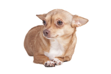 adult chihuahua