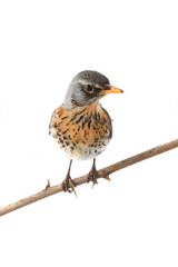 thrush