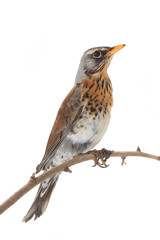 thrush